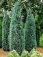 Cyprysik Lawsona Columnaris Chamaecyparis lawsoniana C3
