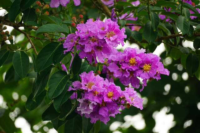 Lagerstroemia indyjska Berry Dazzle PBR Lagerstroemia indica P9