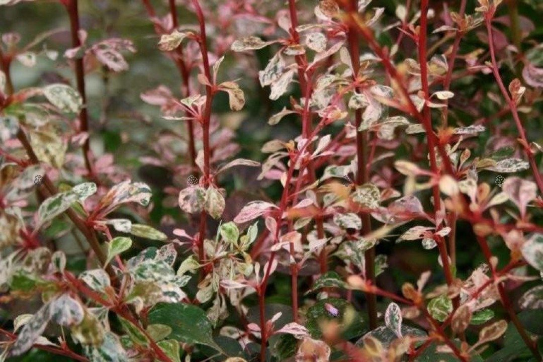 Berberys Thunberga Harlequin Berberis thunbergii C2