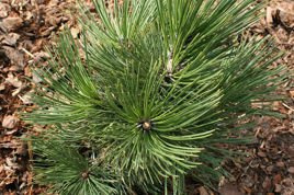 Sosna Kosodrzewina Bośniacka Pinus mugo C2