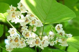 Katalpa Surmia Catalpa bignonioides P9
