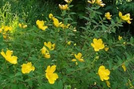 Dziurawiec gęstokwiatowy Buttercup Hypericum densiflorum P9