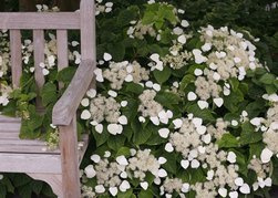Przywarka japońska Moonlight Schizophragma hydrangeoides C2