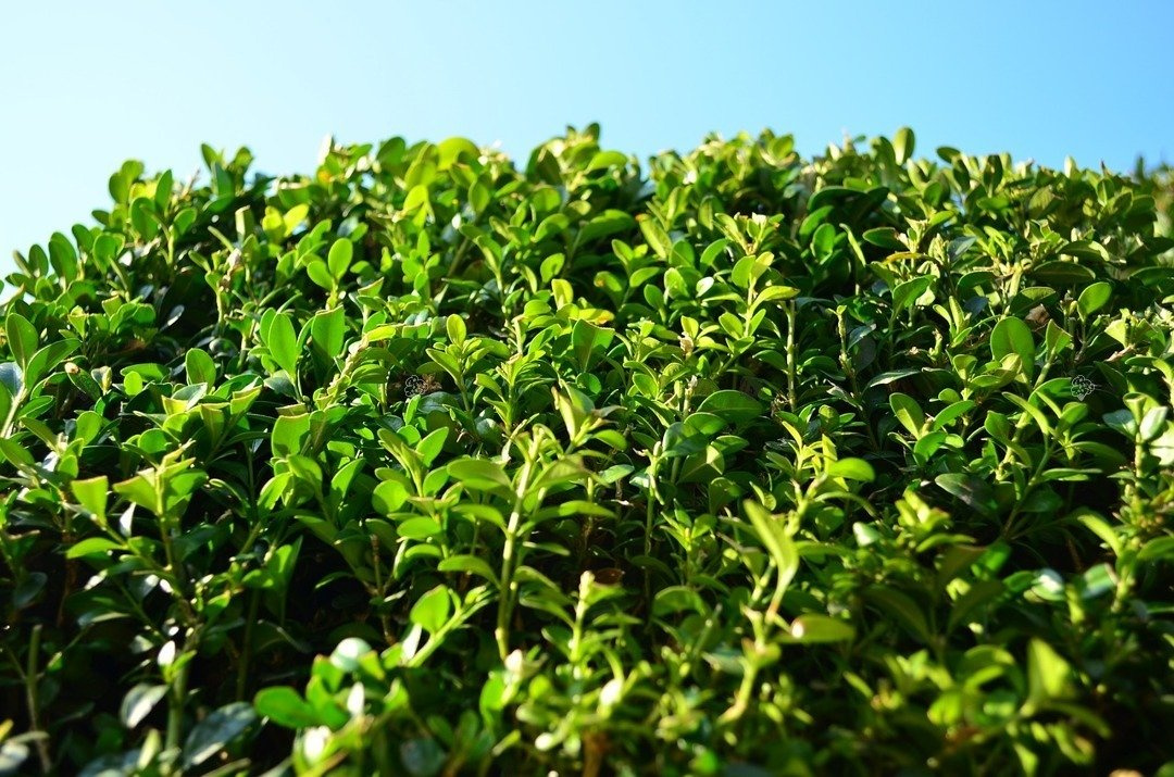 Bukszpan wieczniezielony Buxus sempervirens P9