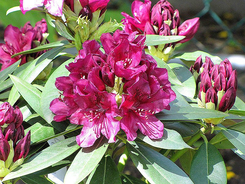 Różanecznik wielokwiatowy Polarnacht Rhododendron hybridum C2