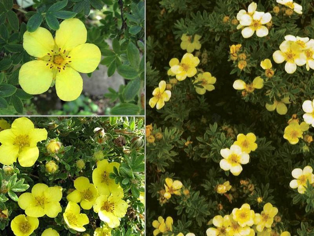 Pięciornik krzewiasty Longacre Potentilla fruticosa P9