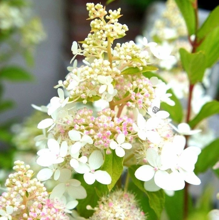 Hortensja bukietowa Confetti PBR Hydrangea paniculata C5