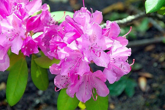 Azalia japońska Orlice Rhododendron obtusum C2