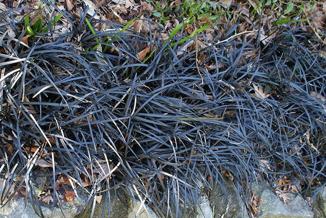 Konwalnik płaskopędowy Nigrescens Ophiopogon planiscapus P9