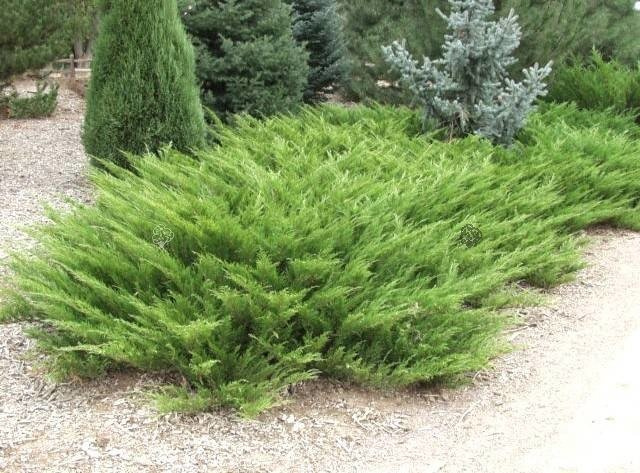 Jałowiec sabiński Arcadia Juniperus sabina P9