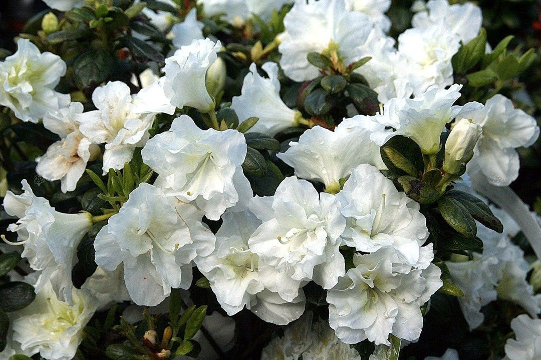 Azalia japońska Schneeperle Rhododendron obtusum