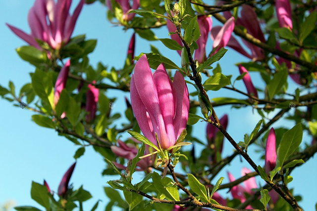 Magnolia Susan Magnolia C5