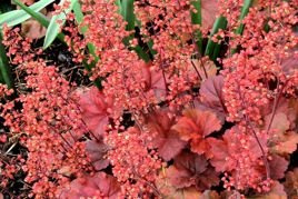 Żurawka Cherry Cola Heuchera C2