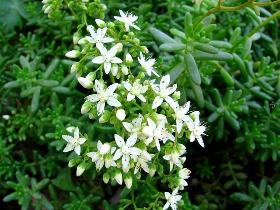Rozchodnik biały Sedum album P9