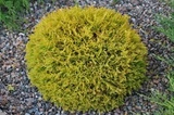 Tuja kulista Golden Globe Thuja occidentalis
