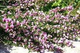 Szczodrzeniec purpurowy Chamaecytisus purpureus C3