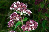 Lebiodka pospolita Origanum vulgare P9