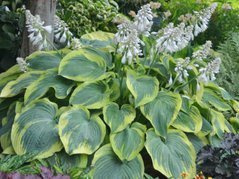 Funkia Earth Angel Hosta C2