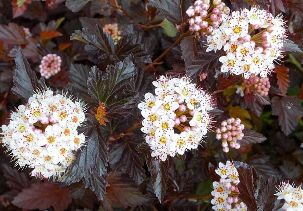 Pęcherznica kalinolistna Midnight PBR Physocarpus opulifolius C3