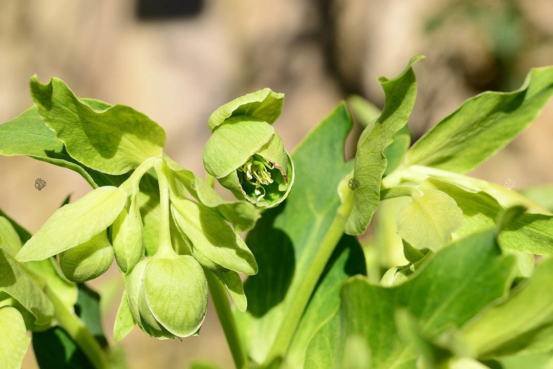 Ciemiernik biały Helleborus niger P9