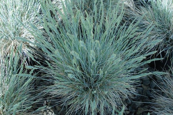 Kostrzewa popielata Festuca glauca Festina P9
