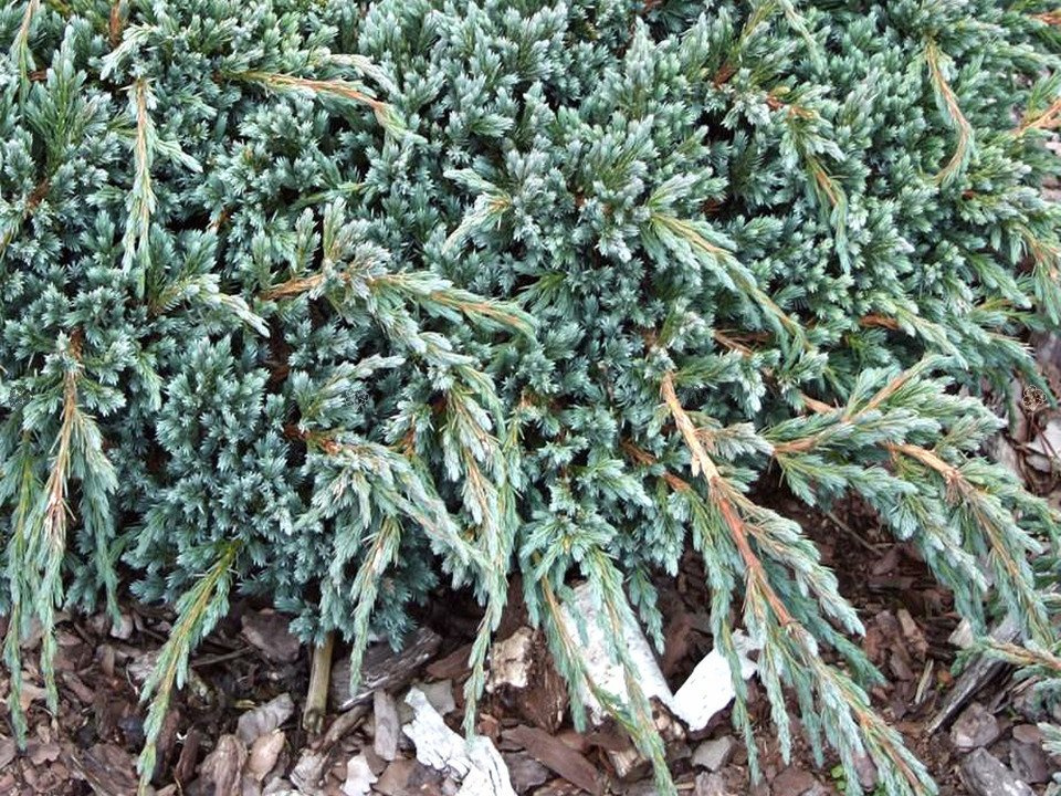 Jałowiec łuskowaty Blue Spider Juniperus squamata