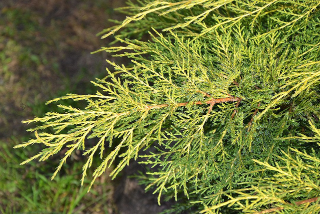 Jałowiec Pfitzera Gold Star Juniperus pfitzeriana C2
