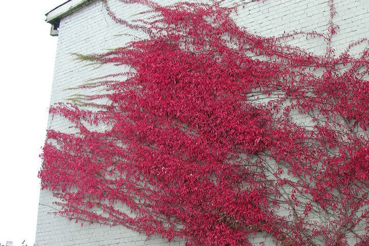 Winobluszcz pięciolistkowy Murorum Parthenocissus quinquefolia C2