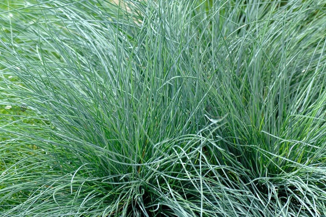 Kostrzewa popielata Festuca glauca Festina P9