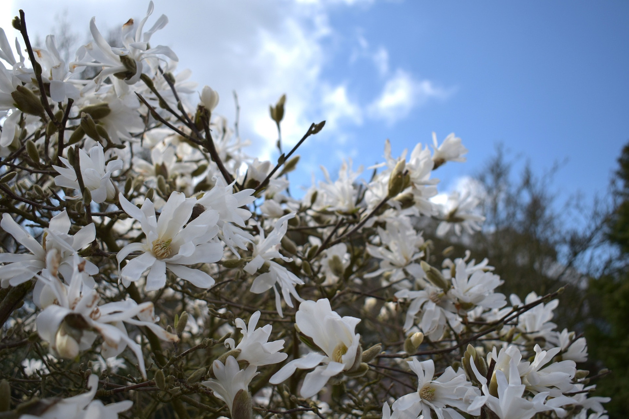 Magnolia gwiaździsta Waterlily Magnolia stellata C3