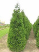 Tuja Atrovirens Thuja plicata C2