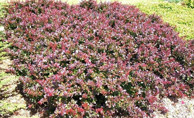Berberys Thunberga Atropurpurea Nana Berberis thunbergii P9