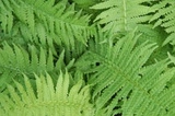 Pióropusznik Strusi Matteucia struthiopteris
