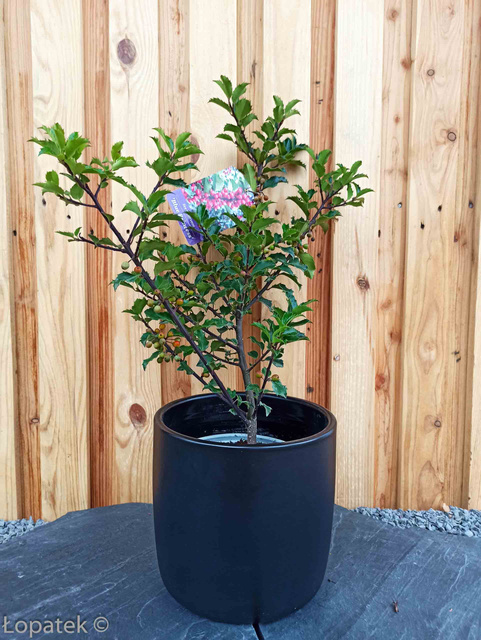Ostrokrzew Meservy Blue Princess Ilex meserveae C2