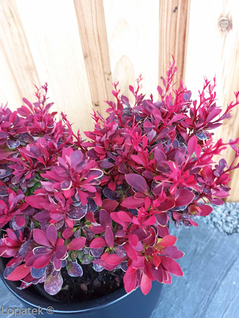 Berberys Thunberga Ruby Star PBR Berberis thunbergii C2