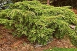 Jałowiec Pfitzera Pfitzeriana Aurea Juniperus pfitzeriana