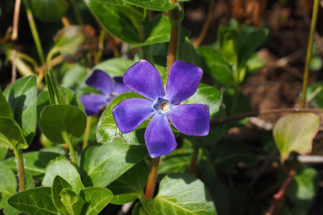 Barwinek pospolity Vinca minor P9