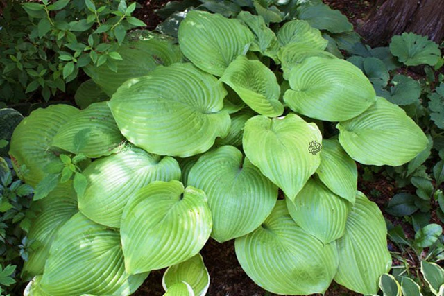 Funkia Sum and Substance Hosta C1