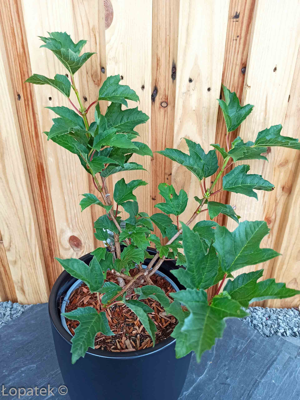 Kalina koralowa Compactum Viburnum opulus C2