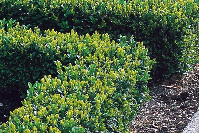 Bukszpan wieczniezielony kula Buxus sempervirens C7,5