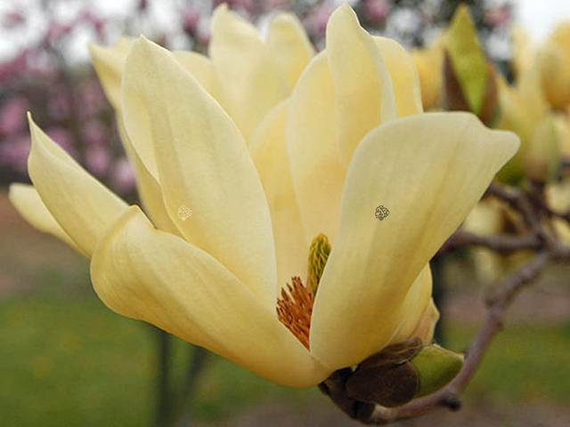 Magnolia Elizabeth PBR Magnolia C5