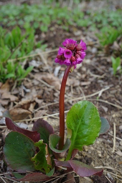 Bergenia Robusta Bergenia cordifolia P9