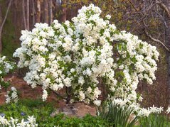 Obiela Snow Day Blizzard PBR Exochorda C3