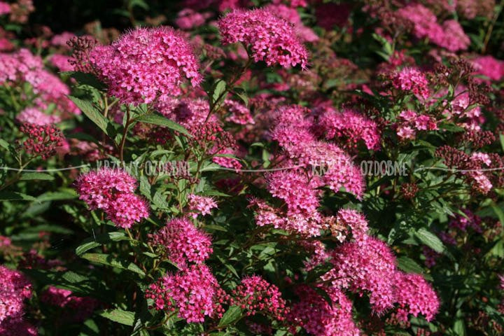 Tawuła japońska Anthony Waterer Spiraea japonica P9