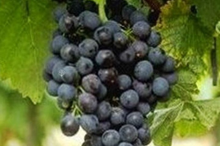 Winorośl Rondo Vitis C2