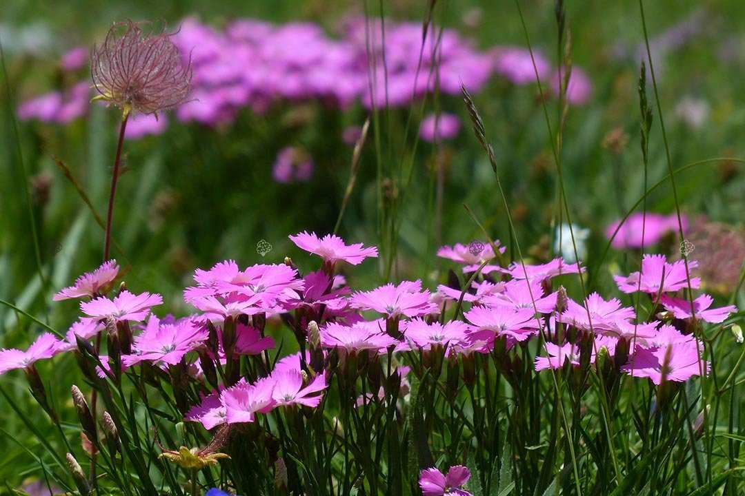 Goździk siny Firewitch Dianthus gratianopolitanus C2
