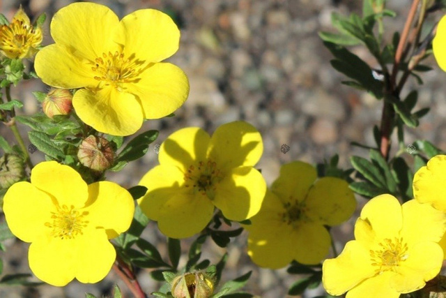 Pięciornik krzewiasty Sommerflor Potentilla fruticosa C2