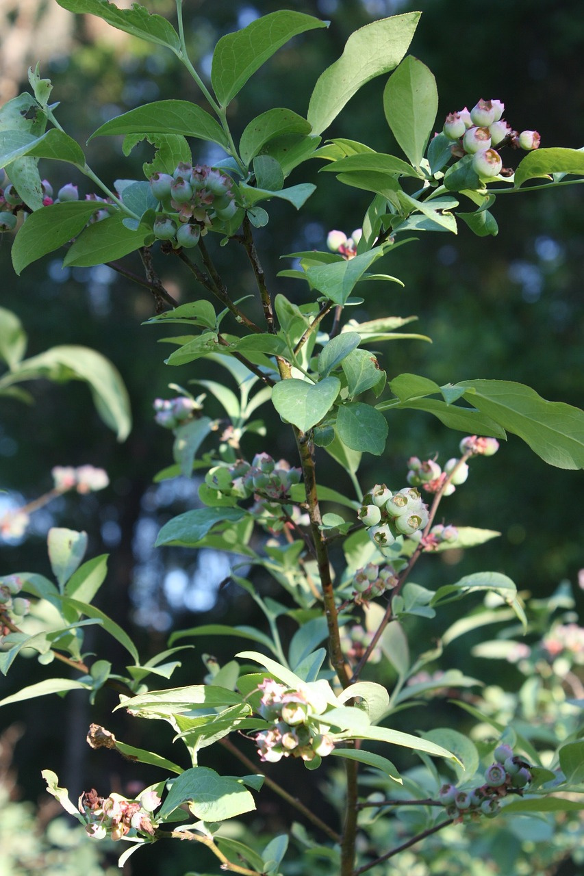 Borówka amerykańska Duke Vaccinium corymbosum P9