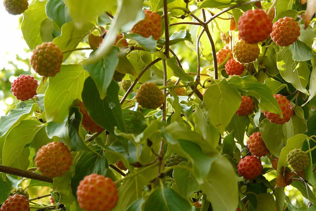Dereń kousa Cornus kousa C3