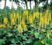 Języczka Przewalskiego Ligularia przewalskii C2